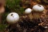 Lycoperdon perlatum (common puffball,  stomach fungi)